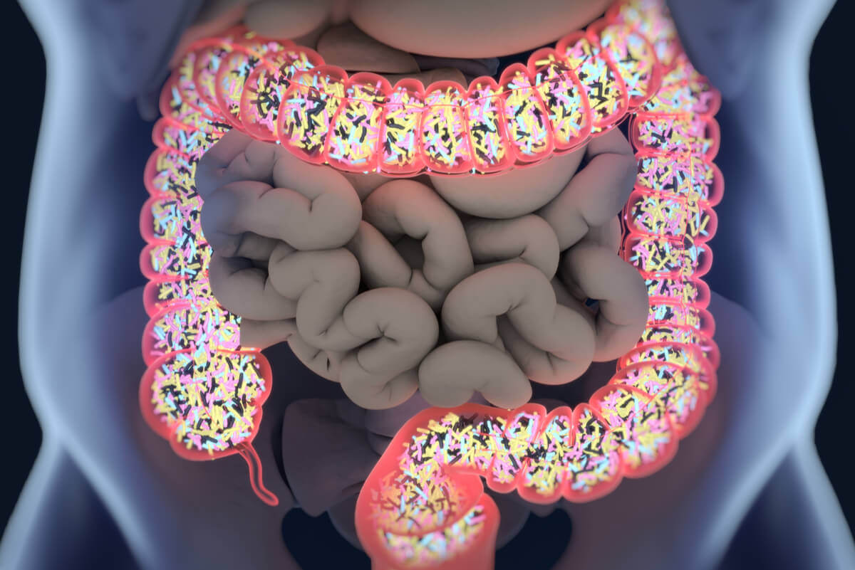 Funções da flora intestinal e do cólon