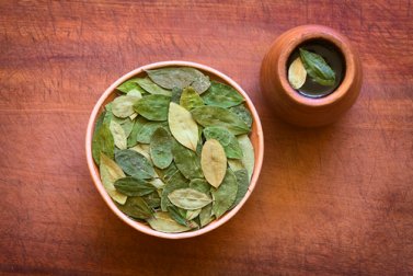 Chá de folhas de coca: traz benefícios para a saúde?
