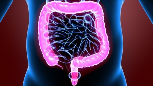 Fisiologia do intestino grosso