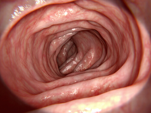 Intestino grosso