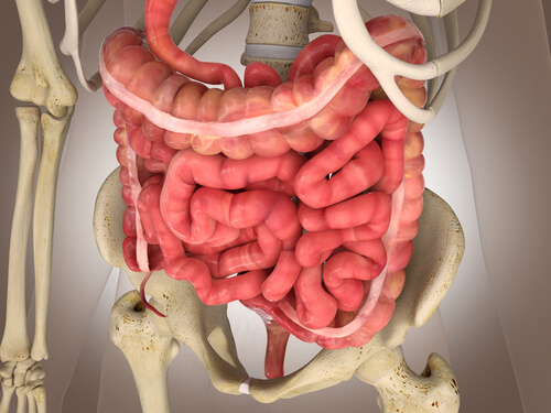 Fisiologia do intestino