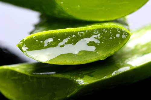 Aloe vera pode ser usada para tratar problemas de pele