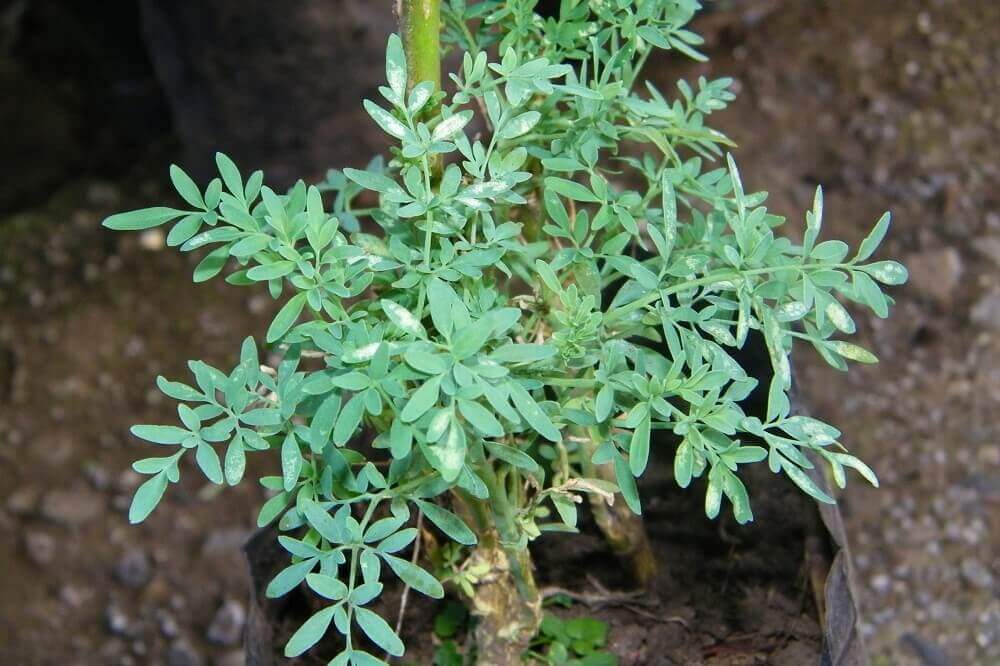Plantas para purificar a casa