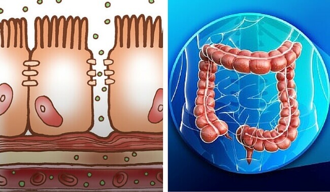 Fisiologia do intestino grosso