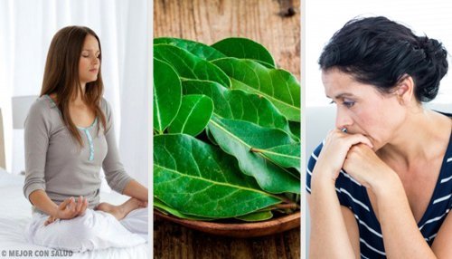 7 propriedades das folhas de louro que você não conhecia