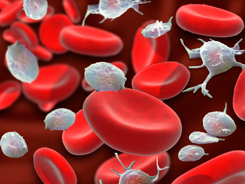 Como ter um sangue de melhor qualidade?