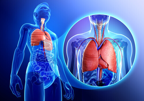 Sistema respiratório