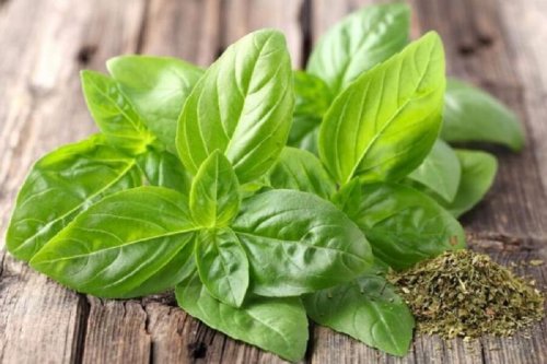 Manjericão é um alimento para pessoas nervosas