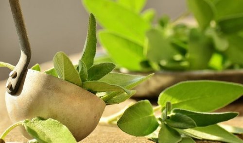 A sálvia e o tomate ajudam a eliminar o mau cheiro das axilas