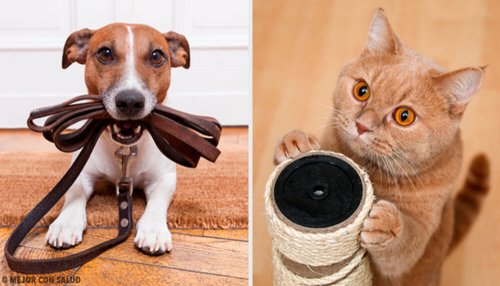 Qual animal de estimação é mais benéfico para a nossa saúde?