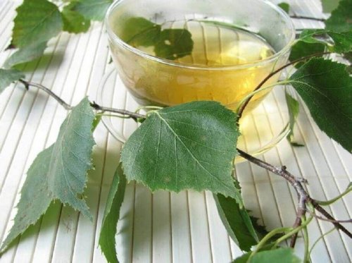 Chá de bétula branca