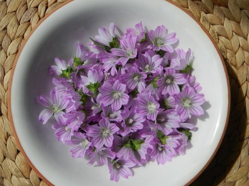 Malva serve para reduzir os sintomas da bronquite