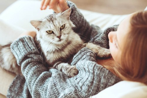 O gato pode ser o animal de estimação mais benéfico