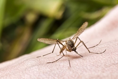 Repelente natural contra insetos