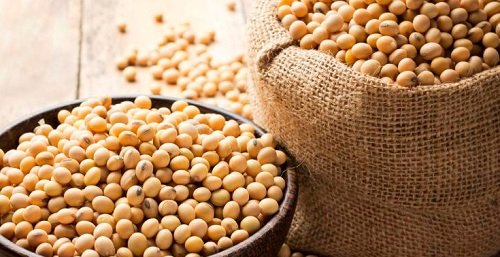 Grãos de soja