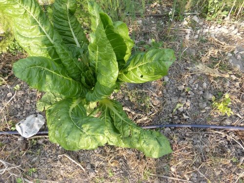 Acelga-brava (Beta vulgaris)