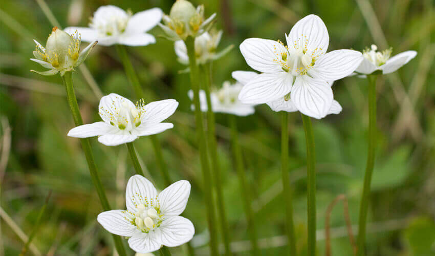 Infusão de arenária