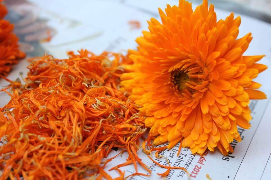 Flores de calêndula