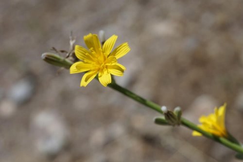 Lentuga (Chondrilla juncea)