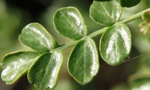 A planta coutarea ajuda a controlar a diabetes