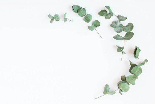 A planta de eucalipto ajuda a controlar a diabetes