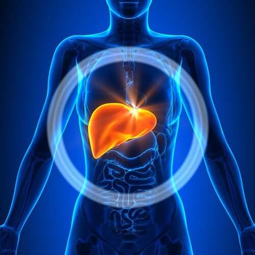 O fígado é o órgão responsável por cumprir as funções de depuração do organismo