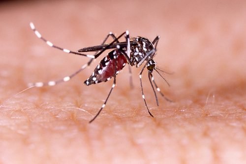 Picada de mosquito