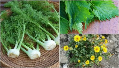 8 plantas que você não sabia que eram comestíveis