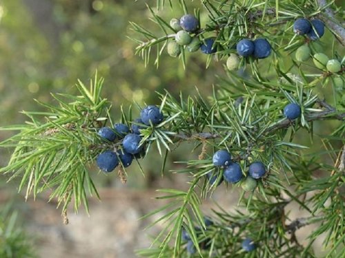Zimbro (Juniperus communis)