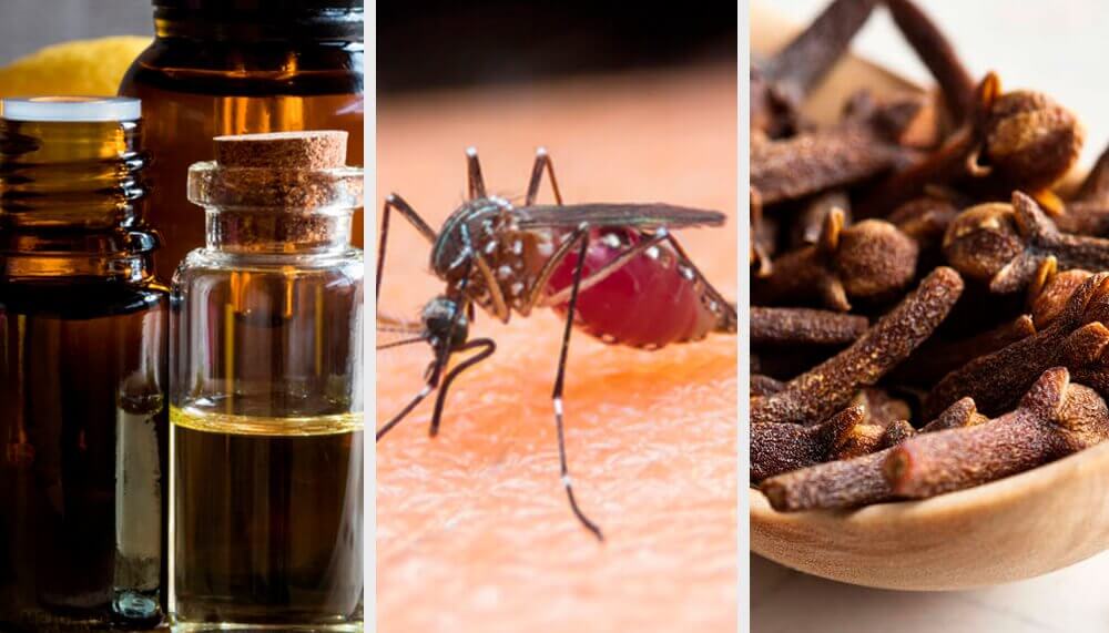 10 aromas que combatem os mosquitos