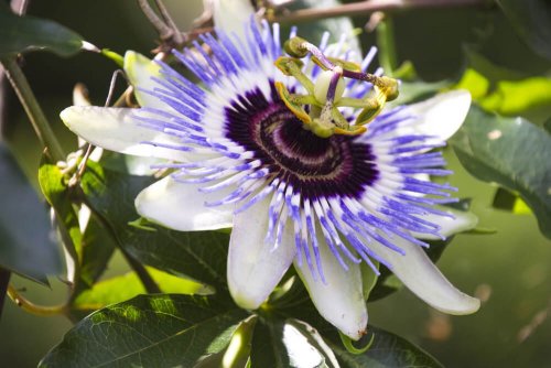 Chá de passiflora