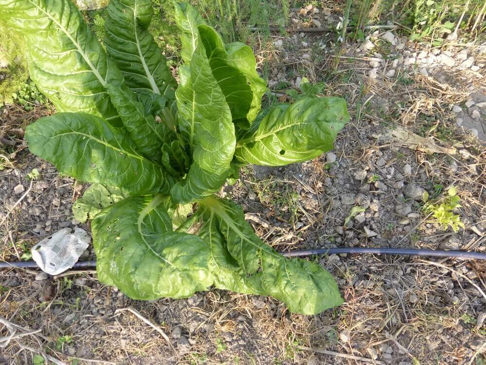 Acelga