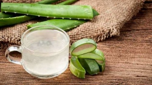 Aloe vera ajuda a combater o refluxo gastroesofágico