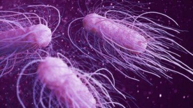 9 bactérias perigosas mais prejudiciais para o ser humano