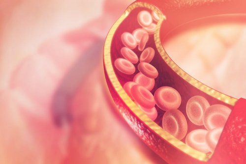 Circulação sanguínea