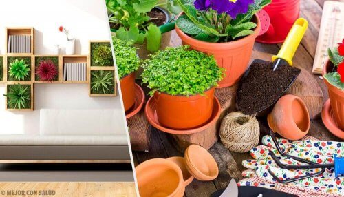 Ideias para revitalizar sua casa com plantas