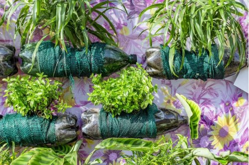 Garrafas recicladas para criar minijardim