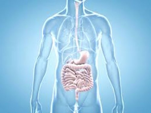 Saúde intestinal