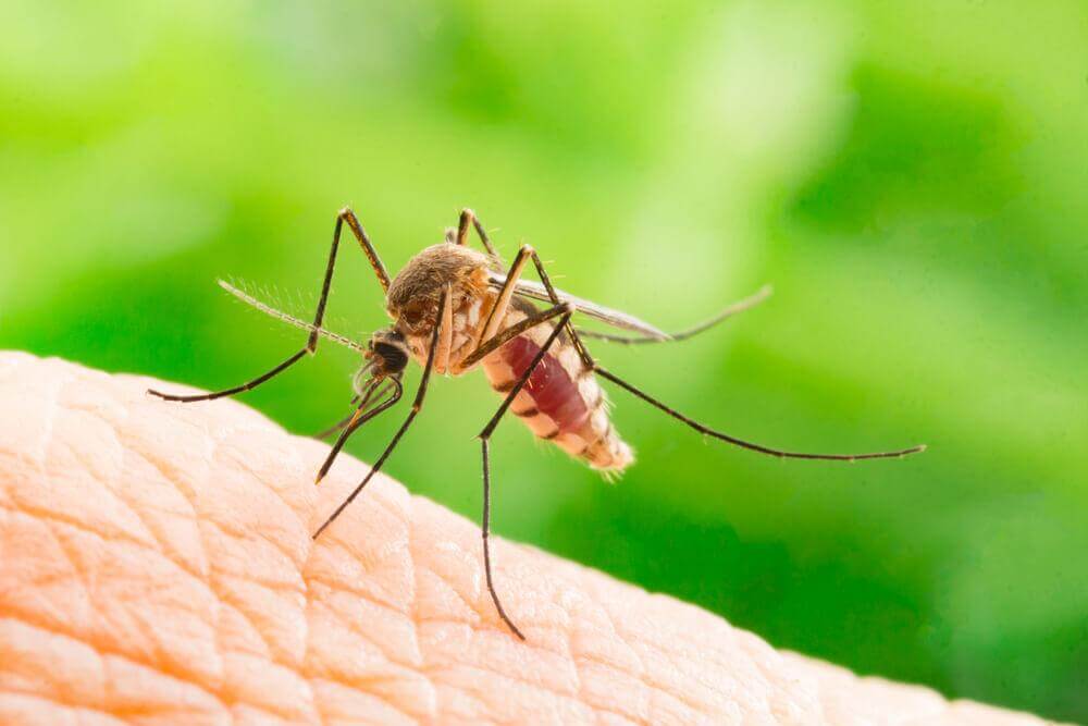 Picada de mosquito