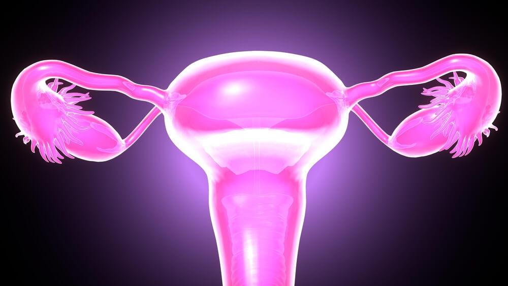 Sistema reprodutor feminino