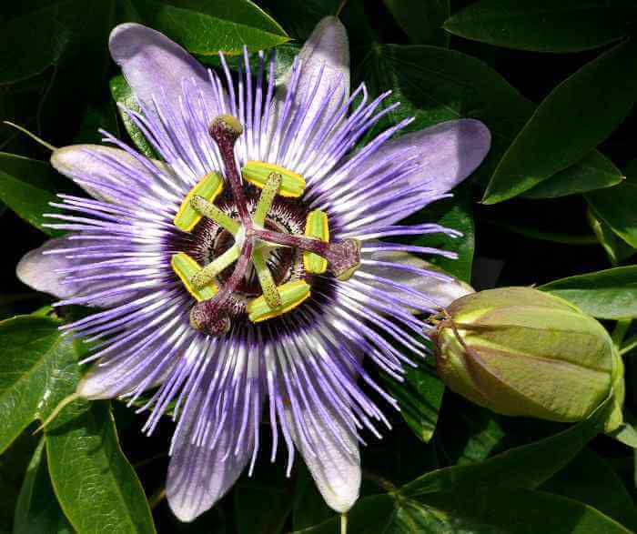 Passiflora