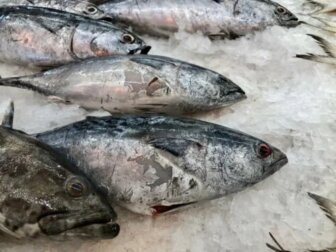 Peixe em mau estado: como identificar?