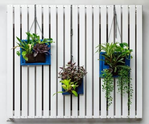 Plantas-penduradas