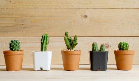 Cactus para decorar a casa