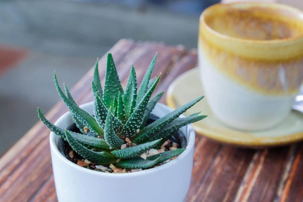 Plantas ideais para ter em casa