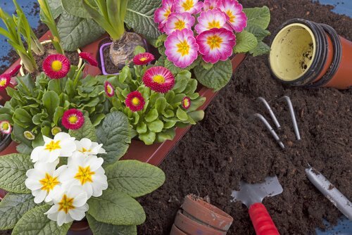 10 plantas que você pode facilmente cultivar em seu jardim