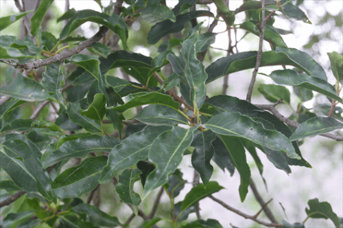 Pygeum