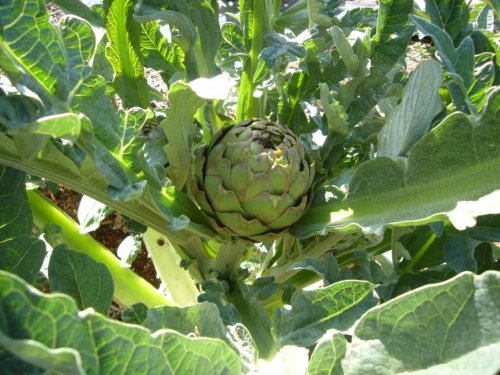 infusão de alcachofra para tratar a diabetes