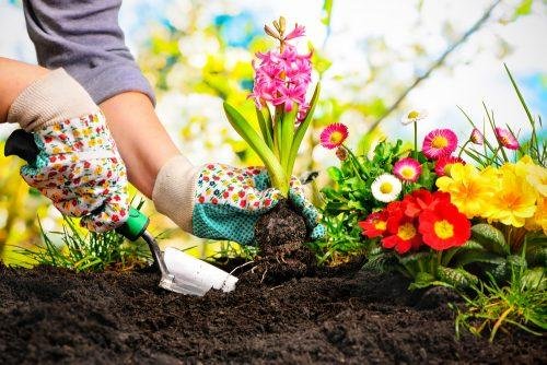 Plantar flores