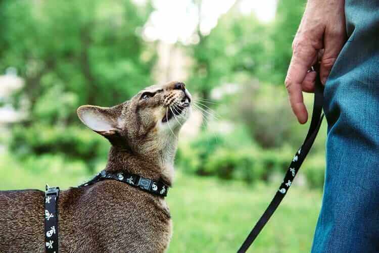 Levar o gato para passear